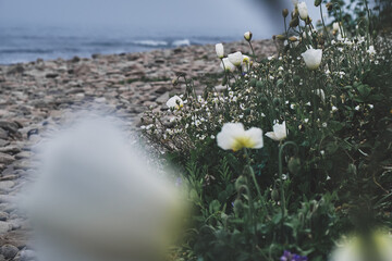 close up white poppies flowers on a sea shore with pebbles at summer foggy day. Nature and journey concept.