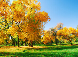 Trees and leaves at the park in autumn