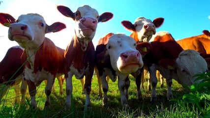 A close-up on the  heads of a herd cows in a grassland