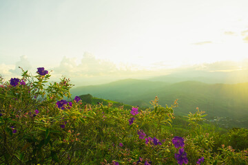 Wall Mural - sunset with alternating mountains and flowers