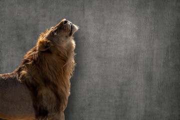Fototapete -  lion on grey horizontal wall