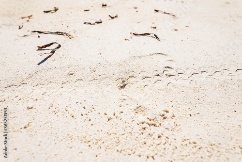Fotomural Little crab walking on sand of Zanzibar