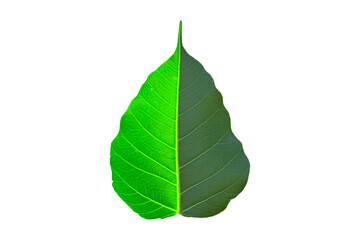 Bodhi leaves that are beautiful and fresh with a clean white background.