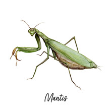 Praying Mantis Insect Watercolor Illustration Isolated On White Background