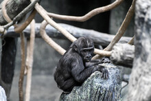 Baby Gorilla Sitting On Tree Branch In Zoo