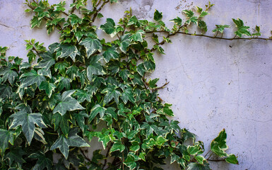 ivy on the garden wall