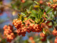 The Rich Green Leaves Contrast Beautifully With The Bright Orange Berries Of The Lalandei Scarlet Firethorn Plant.