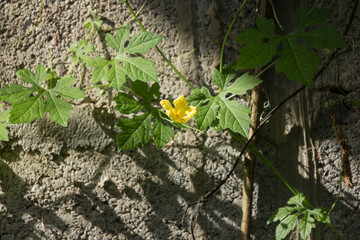 Yellow flower of Bitter gourd Vegetable