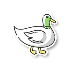 Wall Mural - duck patch. common wild waterfowl, domestic bird. migratory animal, pond inhabitant. poultry farm, h
