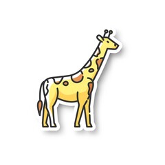 Wall Mural - giraffe patch. exotic animal with long neck, african herbivore wildlife. african savanna, tropical z