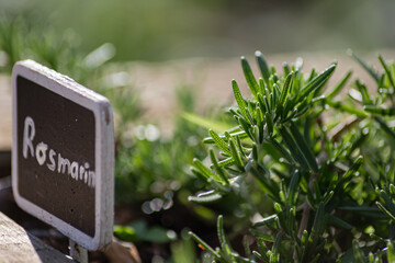 Wall Mural - Fresh Rosemary Herb in a cottage garden outdoor growing