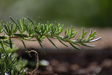 Wall Mural - Fresh Rosemary Herb in a cottage garden outdoor growing