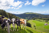 Fototapeta  - Jura mountains, swiss landscape, green land with cows on the pasture. Summer day.
