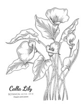 Calla Lily Flower And Leaf Hand Drawn Botanical Illustration With Line Art On White Backgrounds.
