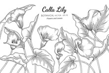 Calla Lily Flower And Leaf Hand Drawn Botanical Illustration With Line Art On White Backgrounds.