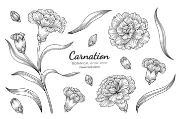 Wall Mural - Carnation flower and leaf hand drawn botanical illustration with line art on white backgrounds.
