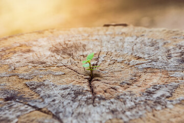 Wall Mural - a strong seedling growing in the center trunk tree as a concept of support building a future.. focus