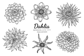 Wall Mural - Set of Dahlia flower and leaf hand drawn botanical illustration with line art on white backgrounds.