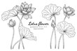 Lotus flower and leaf hand drawn botanical illustration with line art on white backgrounds.