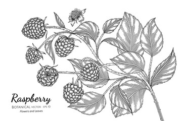 Wall Mural - Raspberry hand drawn botanical illustration with line art on white backgrounds.