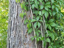 Aufwärts - Kletterpflanze Nutzt Lärchenbaum Für Optimale Lichtverhältnisse