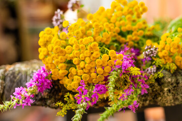 Folk medicine. Tansy -Tanacetum vulgare - a beautiful plant with bright yellow flowers.