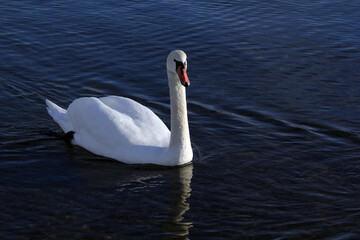 swan