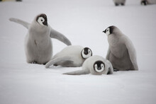Antarctica Emperor Penguin Chicks On A Cloudy Winter Day