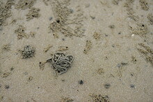 Crabs Feces On The Sand On The Beach