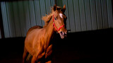 Fototapeta Konie - Horse Running