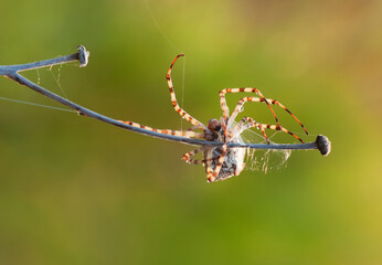 Beautiful spider feasting grasshopper on a spider web . Beautiful spider on a spider web 