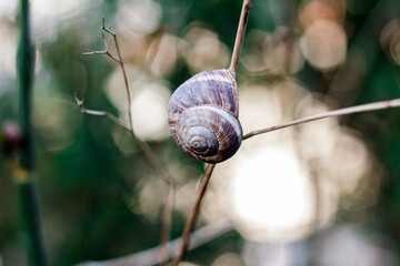 a snail - slug, climbing to a branch / close macro shot