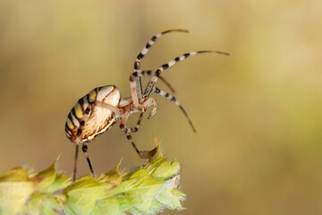 Beautiful spider feasting grasshopper on a spider web . Beautiful spider on a spider web 