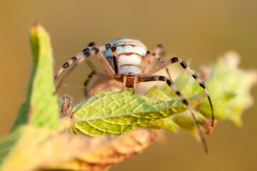 Beautiful spider feasting grasshopper on a spider web . Beautiful spider on a spider web 
