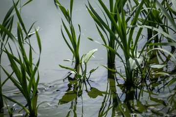 Wall Mural - green grass in the water