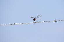 Dragonfly On Barbed Wire