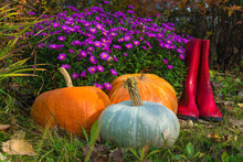 Autumn Gardening Concept. Three Ripe Pumpkins And Red Rubber Boots Near Blooming Bunch Of Purple Flowers On Sunny Day
