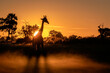 © Lori Labrecque - A giraffe silhouetted against the rising sun while walking through fog on the Okavango Delta in Botswana.