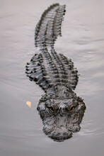A Partially Submerged Alligator Swimming Directly At The Camera With A Menacing Look