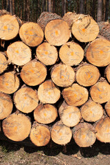 Bigh bright pile of fresh cutted wood in the deforested forest. Wood background / texture / pattern / wallpaper
