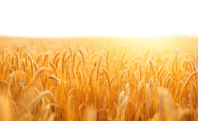 Wall Mural - Beautiful golden background of ripening ears of wheat field at sunset. Rich harvest concept. Banner with  copy space