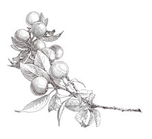 Sketch Of An Apple Branch On A White Background. Drawing And Engraving