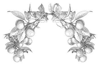 sketch of apple branches on a white background. branches down. engraving or drawing.