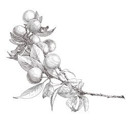 sketch of an apple branch on a white background. drawing and engraving