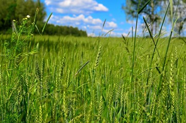 green grass and blue sky