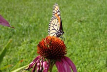 Butterfly On Coneflower