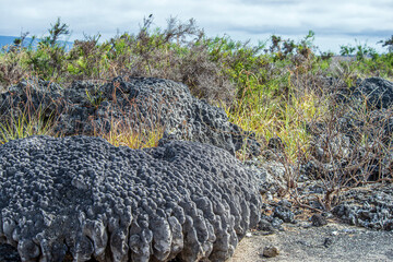 Wall Mural - Brain Coral Isabela Island Galapagos Islands