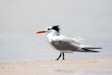 Royal Tern On The Beach