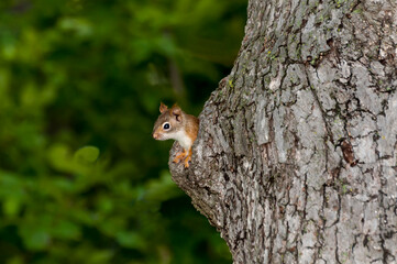 Wall Mural - Red squirrel in tree nest