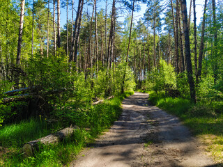 image of a summer forest